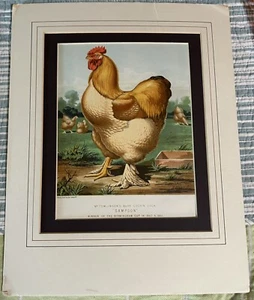 1873 Ludlow Chromolitho Mr Tomlinson's Buff Cochin Cock Birmingham Cup Winner  - Picture 1 of 3