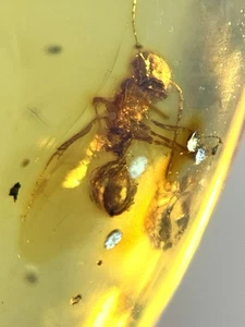 Little Devil Ant 🪽🐜burmite Cretaceous Amber fossil dinosaurs era - Bild 1 von 6