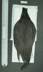 Lote Comercial Keough Teñido Gunmetal Gris Cuello Grizzly-SF 100 - Imagen 1 de 8