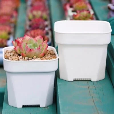 2" 3" 4" White Square Plastic Nursery Pots - Image 1 of 4