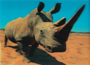 POSTCARD: 3D TYPE   "WHITE RHINOCEROS"   BY AUTHENTIC CARDS 