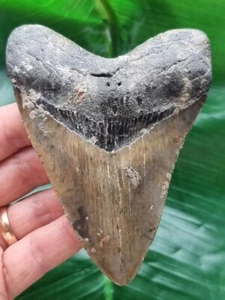 Dente del Megalodonte a motivi 10,8 cm - Dente di squalo fossile - Foto 1 di 6