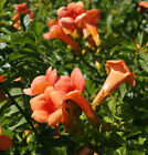 Chinesische Klettertrompete Grandiflora 100-125cm - Campsis grandiflora