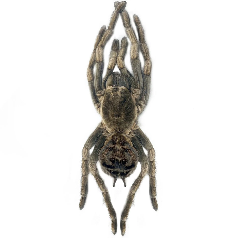 Acanthoscurria ferina rusty birdeater tarantula Peru UNMOUNTED PACKAGED - Image 1 of 1