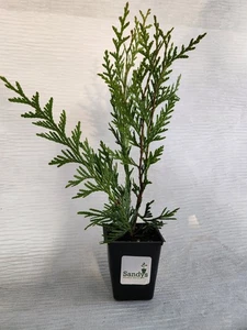 Thuja Green Giant Arborvitae Lot of 30 in a Protective Pouch 12+ inches tall - Picture 1 of 8
