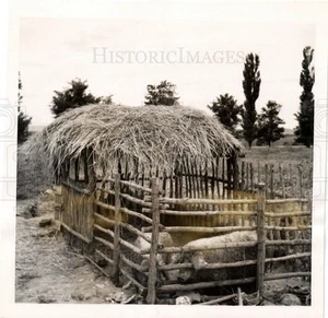 1940 Press Photo pig corral Hungarian share croppers - dfpb68169 - Picture 1 of 2