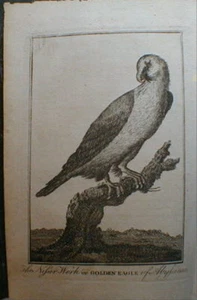 Golden Eagle Abyssinia Ethiopia Plate 1791 Shakespeare Othello Analysis - Picture 1 of 4