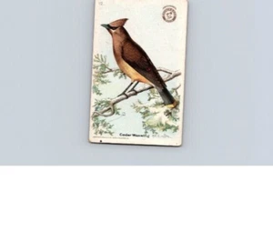 1918 Arm & Hammer Useful Birds America Second Series Cedar Waxwing No 12 - Picture 1 of 2