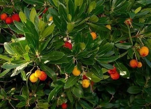 Arbutus unedo Strawberry Tree 10 seeds - Picture 1 of 1