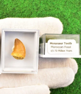 2 Mosasaur Fossil BOX Dinosaur Tooth Mosasaurus 100% Genuine UK BUY BOX✔ S - Picture 1 of 8