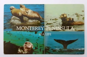 Postkarte Ca Kalifornien Monterey Halbinsel Meeresleben malerisches Mosaik unbesendet - Bild 1 von 2