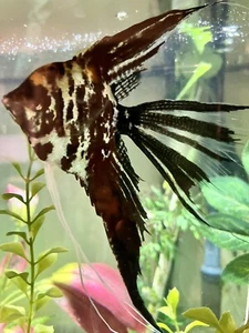 Beautiful Young Marble Veil Angelfish (Approx 2 Inch diam) - 2 Pack - Picture 1 of 13