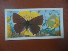 Great Britain Brooke Bond original 1963 tea card "British Butterflies",  No.36.