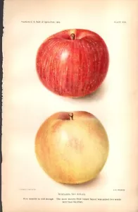 Dipartimento dell'Agricoltura degli Stati Uniti 1903 mele spia settentrionale - Foto 1 di 1