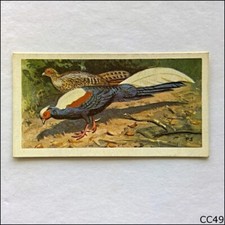 Brooke Bond Tea Card Wildlife In Danger 1963 #31 Swinhoe's Pheasant (CC49)