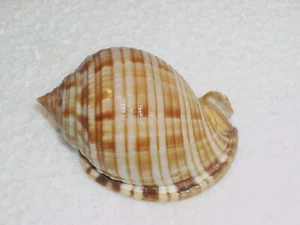 SEMICASSIS UNDULATA SPECIAL TUBERCOLATE, EXTRA CALLOUSED AND WHITE COLOUR - Imagen 1 de 2