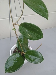 #081- HOYA CHAINGMAI LIVE PLANT - Picture 1 of 24