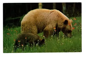 Postal vintage de The Black Bear, Canadá - Imagen 1 de 2