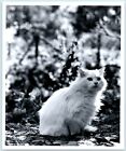 8-1/8 x 10&quot; B&amp;W Grant Haist Photo - Fluffy Cat Sitting on Grass/Leaves GH-006