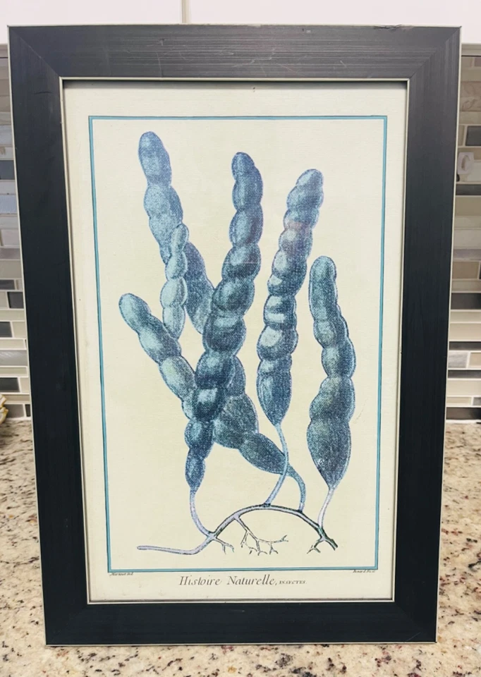 Arte emoldurada Historíe Naturelle, insetos algas mais coloridas - Imagem 1 de 4