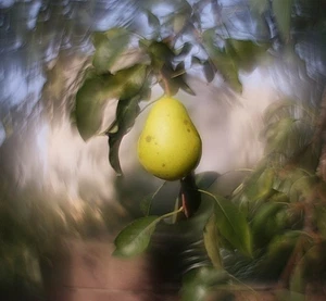 Petzval Modification Helios 44M 58mm F/2 Dreamy Swirly Bokeh M42 lens Serviced - Picture 1 of 22