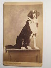 Jena - sitzender Hund - Portrait - ca. 1860-70er Jahre / CDV