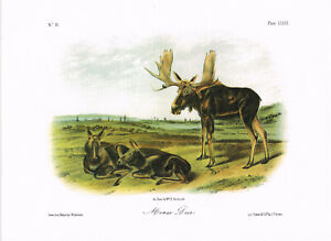 Moose Deer Elk Animal Vintage Picture Print 1989 John James Audubon AQ#234