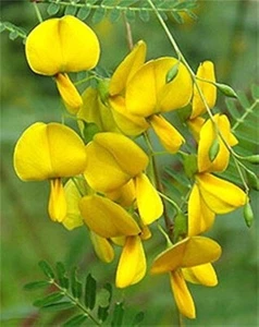30+SEEDS, SESBANIA SESBAN, YELLOW, HẠT BÔNG ĐIÊN ĐIỂN - Picture 1 of 3