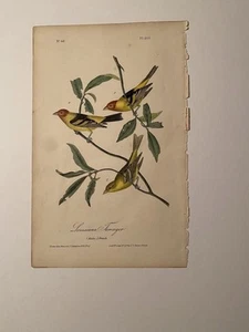 Audubon Louisiana Tanager. First Edition Octavo (1840-1844) - Picture 1 of 1
