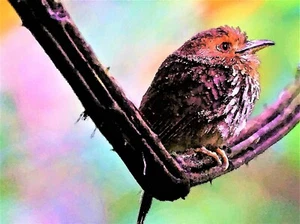 Cute Panama Bird - Poster Print - Enhanced Watercolor Art - FREE FAST SHIPPING - Picture 1 of 5