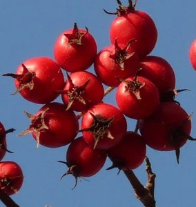 30 Samen Eingriffeliger Weißdorn (Crataegus monogyna), Hagedorn, Bienenweide - Bild 1 von 2