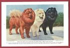 1943 Dog Print Illustration ~ CHOW CHOW in three colors ~ Art by Walter Weber;