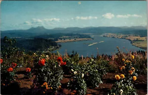 Postcard OR Oregon Astoria Young's Bay Clatsop County 1970 Dahlias - Picture 1 of 2