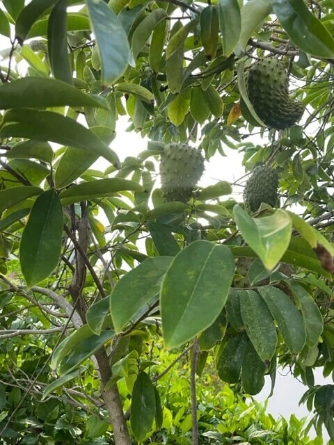 Hojas de guanábana secas 100 % orgánicas de Jamaica Foto 1 de 1