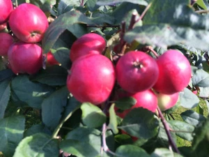 Kinderapfel, Mini Apfel Detskoe, Zwergapfelbaum, Kitaika, Sibirische Renette - Bild 1 von 4