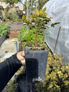 Jaboticaba Plinia Cauliflora Brazilian Sabara Grape Seedling Plant Fruit Tree - Picture 1 of 2