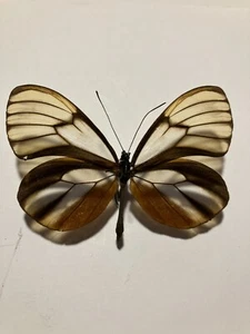 Real Insect/Butterfly/Moth Spread B2443 Rare Ithomiidae duillia Peru - Bild 1 von 3