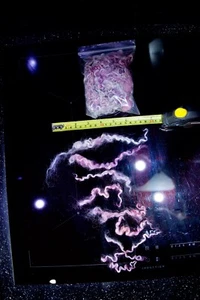 Lilac Teeswater wool locks 25g for felting or dolls hair. - Picture 1 of 3