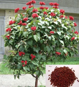 100+ Semillas Achiote, Puerto Rico, Annatto Seeds, Bixa Orellana, Lipstick tree - Picture 1 of 3