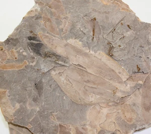 Konifere, Podozamites distans, Jura, Hettang, Pechgraben b. Bayreuth, D -c531 - Picture 1 of 4