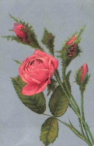 Rosa rosa romántica, fondo plateado, postal vintage - Imagen 1 de 2