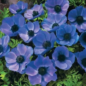 Pack 15 Bulbs/Tubers Anemone De Caen 'Mr Fokker' Top Quality W.C.Prins Bulbs - Picture 1 of 1