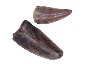 Triassic Coelophysis serrated Dinosaur tooth fossil Bull Canyon Display case #4 - Picture 1 of 3