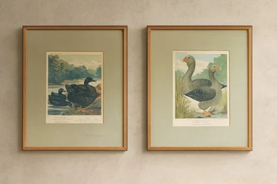 2 Cromolitografías antiguas de libro de aves de corral Cassell’s de la década de 1870 patos y gansos enmarcados Foto 1 de 4