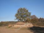 Photo 6x4 Isolated oak Santon/SE9212 This is in the middle of a small sa c2010