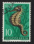Yugoslavia Short-snouted Sea Horse Fish 1956 Canc SG#825 MI#795 Sc#452