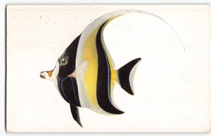 Steinhart Aquarium San Francisco Souvenir~Hawaii "Kihikihi" FISH Postcard CA -L1 - Picture 1 of 4