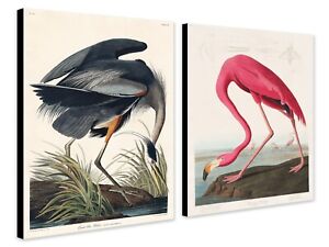 Birds Of America - John James Audubon - Set of 2 - Canvas Framed Wall Art Prints