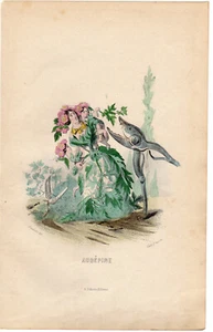 Antique Print-FLOWERS PERSONIFIED-WOMAN AS HAWTHORN-PRUNING-Grandville-1852 - Picture 1 of 1