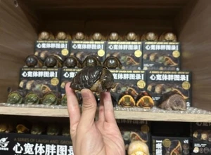 Animal Planet A Series Of Laugh And Grow Fat I Crocodile Turtle Statue In Stock - Picture 1 of 5